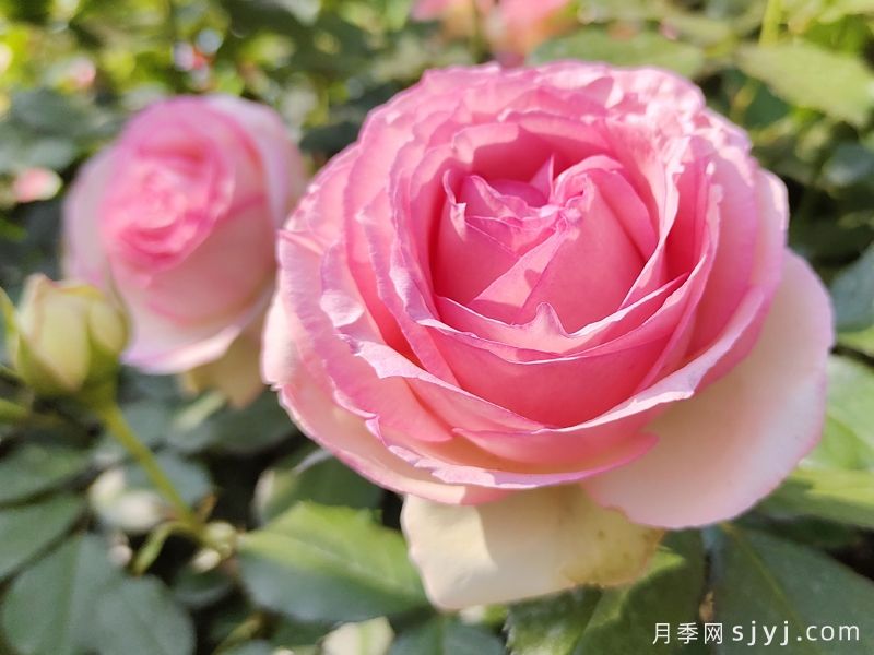 粉色龙沙宝石月季/粉龙/龙沙宝石Rose Eden(图1) 粉色龙沙宝石月季/粉龙/龙沙宝石Rose Eden(图1)