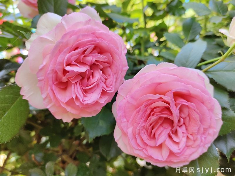 粉色龙沙宝石月季/粉龙/龙沙宝石Rose Eden(图2) 粉色龙沙宝石月季/粉龙/龙沙宝石Rose Eden(图2)