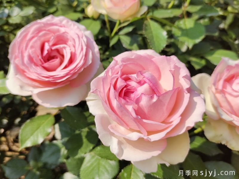粉色龙沙宝石月季/粉龙/龙沙宝石Rose Eden(图4) 粉色龙沙宝石月季/粉龙/龙沙宝石Rose Eden(图4)