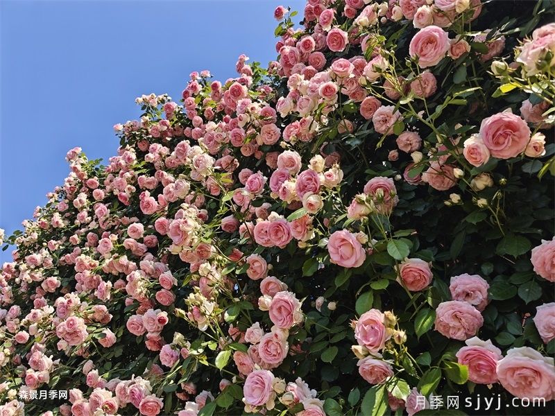 粉色龙沙宝石月季/粉龙/龙沙宝石Rose Eden(图5) 粉色龙沙宝石月季/粉龙/龙沙宝石Rose Eden(图5)