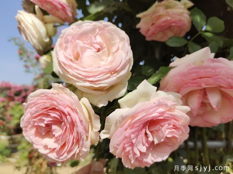 粉色龙沙宝石月季/粉龙/龙沙宝石Rose Eden(图3) 粉色龙沙宝石月季/粉龙/龙沙宝石Rose Eden(图3)