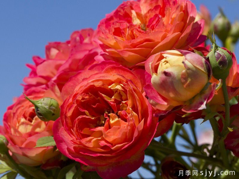 藤本浪漫宝贝月季/藤宝贝Baby Romantica(图2)