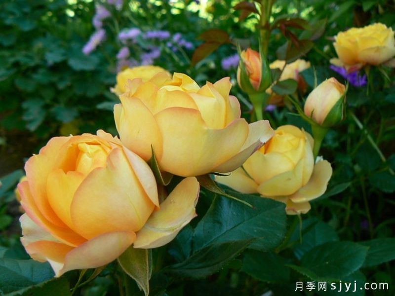 浪漫宝贝月季Baby Romantica(图2)