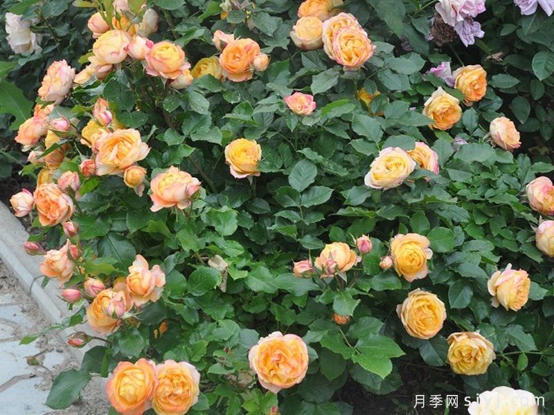 浪漫宝贝月季Baby Romantica(图3)