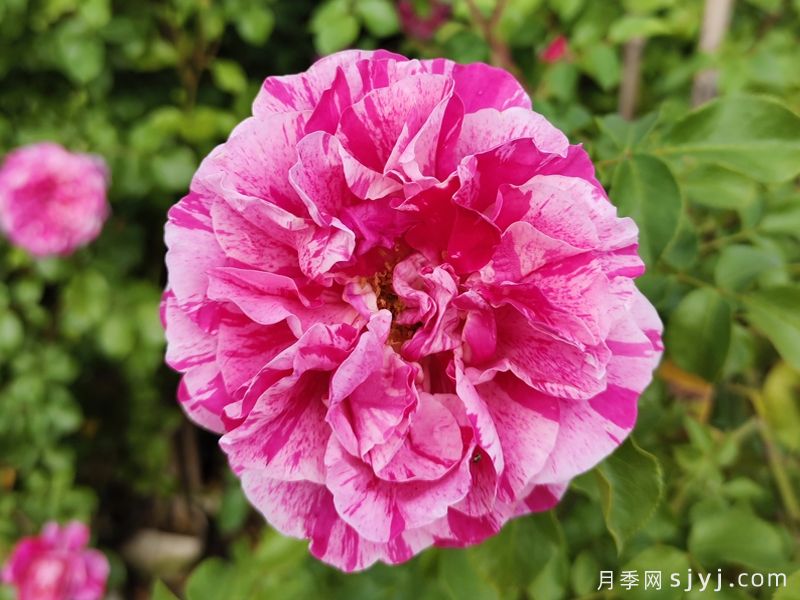 伊蕾莎斯特月季/依蕾莎丝特/克利伯条纹Ines Sastre(图2)