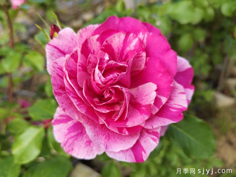 伊蕾莎斯特月季/依蕾莎丝特/克利伯条纹Ines Sastre(图5)