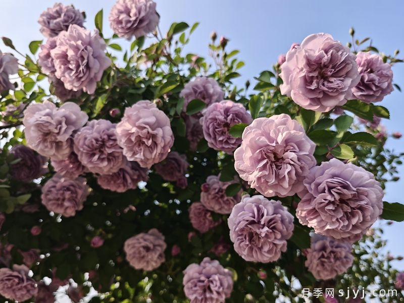 蓝色阴雨月季Rainy Blue(图4)