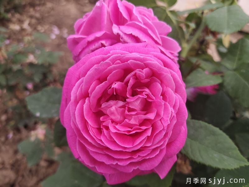 藤本蓝月亮月季Blue Monday(图1) 藤本蓝月亮月季Blue Monday(图1)
