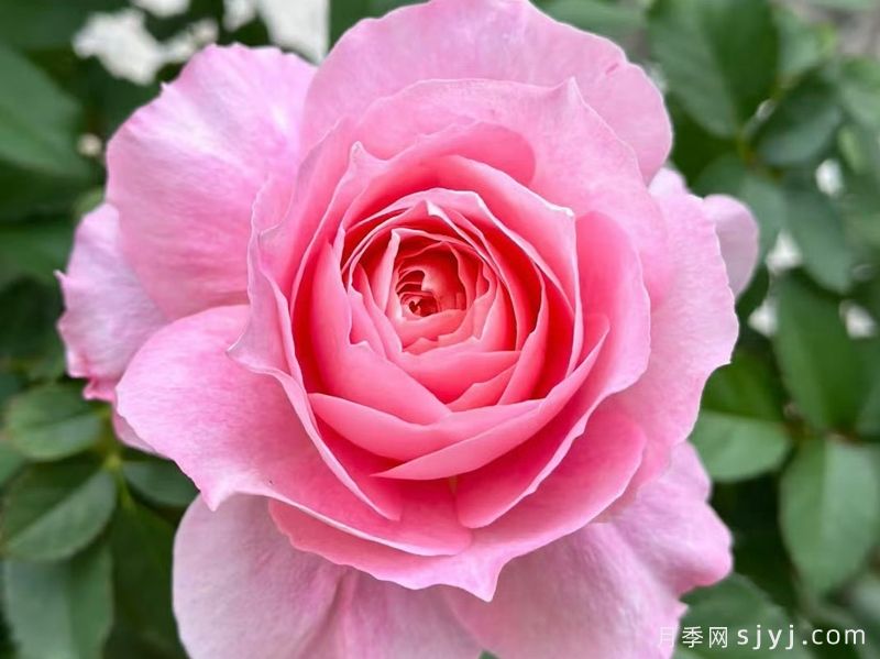 海神王阳台月季/海神王月季Neptune King Terrazza(图1) 海神王阳台月季/海神王月季Neptune King Terrazza(图1)