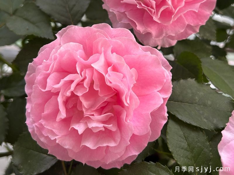 海神王阳台月季/海神王月季Neptune King Terrazza(图2) 海神王阳台月季/海神王月季Neptune King Terrazza(图2)