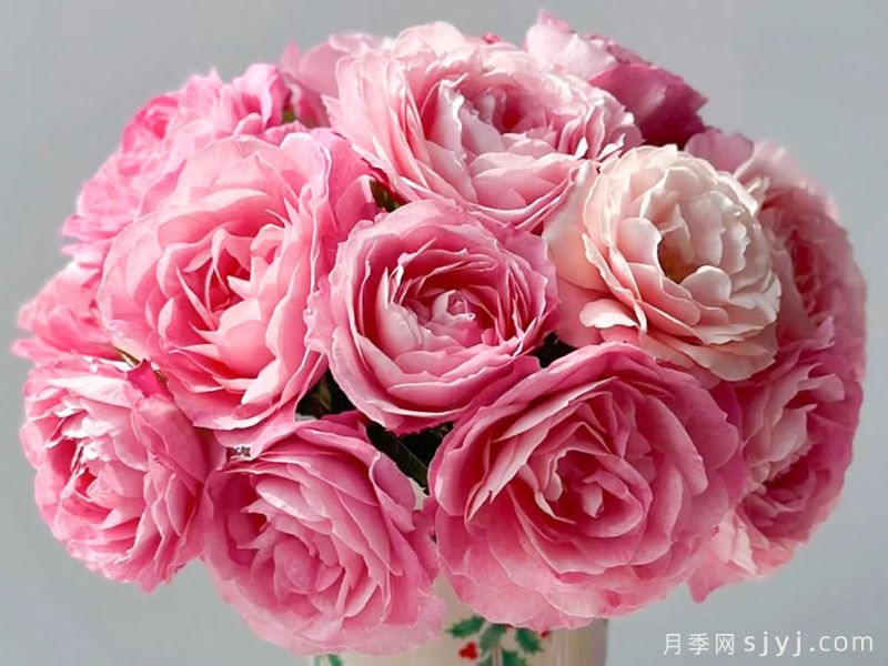 海神王阳台月季/海神王月季Neptune King Terrazza(图4) 海神王阳台月季/海神王月季Neptune King Terrazza(图4)