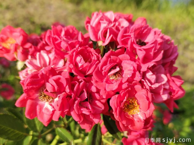红柯斯特月季/红科斯特月季Red Koster(图1)