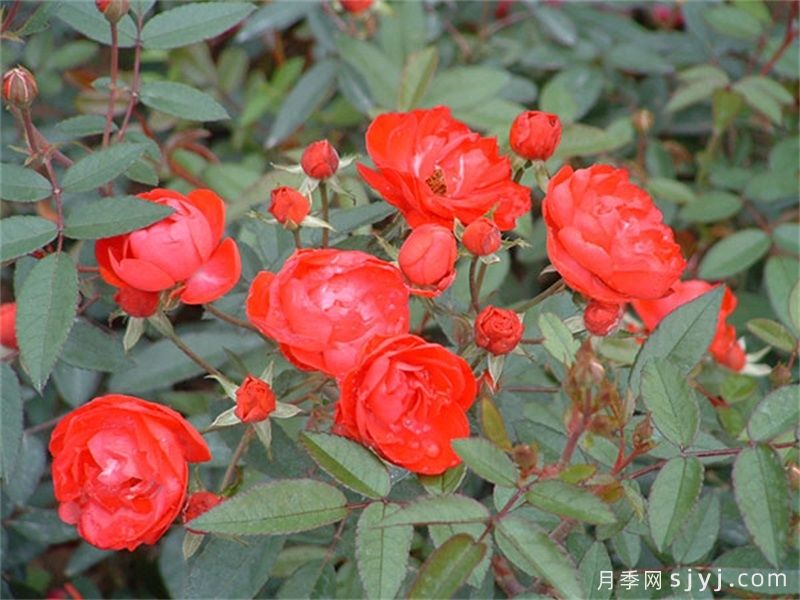 红柯斯特月季/红科斯特月季Red Koster(图3)