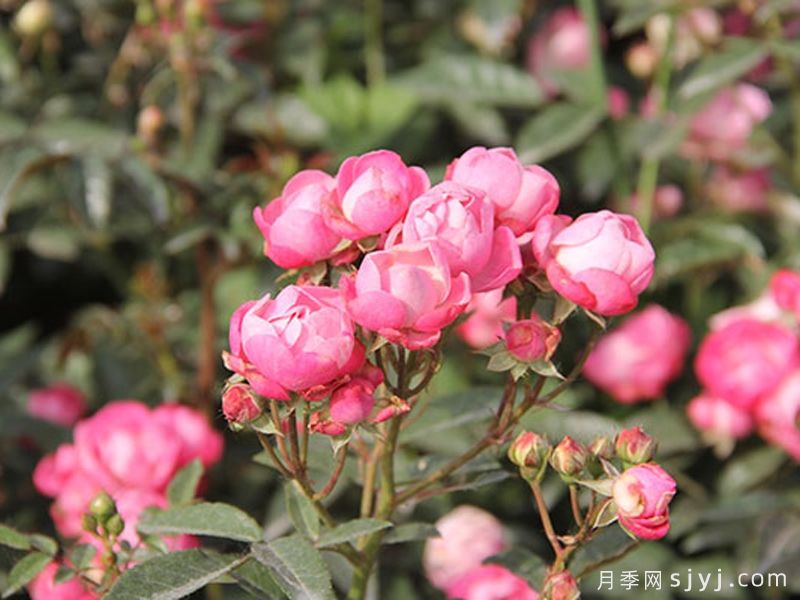 粉柯斯特月季/粉科斯特月季Pink Margo Koster(图2)