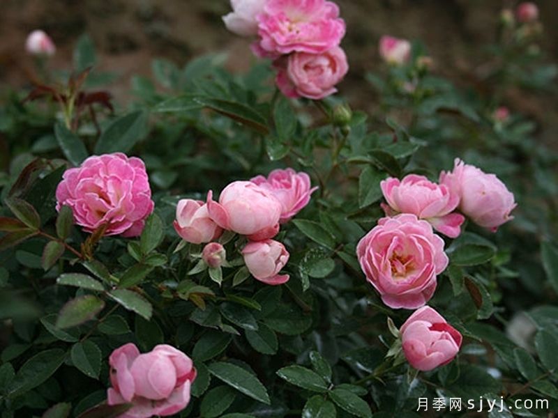 粉柯斯特月季/粉科斯特月季Pink Margo Koster(图3)