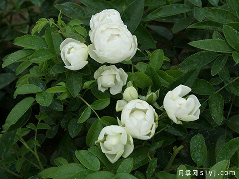 白柯斯特月季/白科斯特月季White Koster(图3)