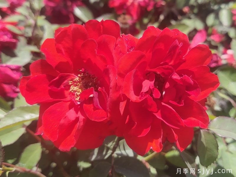 矮仙女月季Dwarf Fairy(图2)
