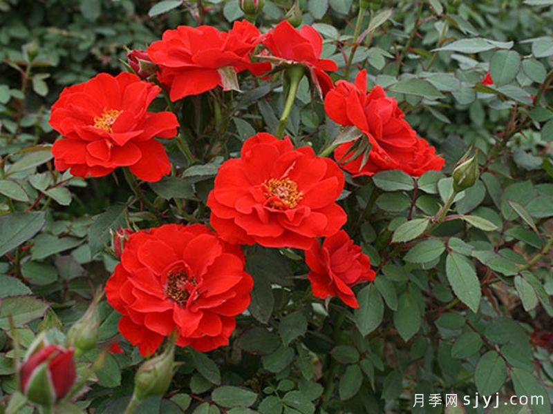 矮仙女月季Dwarf Fairy(图3)