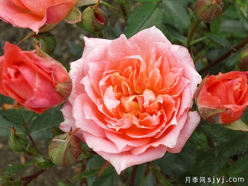 草裙舞女月季Hula Girl(图3)