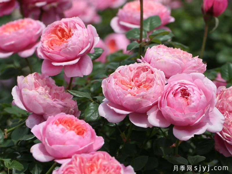 铃之妖精月季/妖精Fee Clochette(图3)
