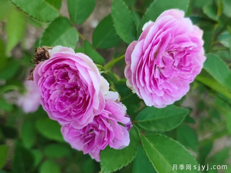 玛姬婶婶月季/拇指姑娘月季Aunt Margys(图2)