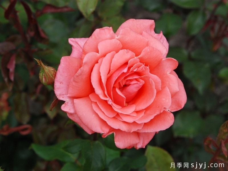 和声月季/和谐/管弦乐队Harmonie(图1)