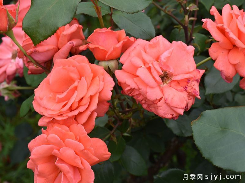 和声月季/和谐/管弦乐队Harmonie(图2)