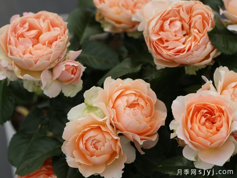 杏色露台月季Abricot Terrazza(图2)