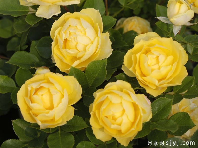 金丝雀月季/富贵金丝鸟月季Canary(图2) 金丝雀月季/富贵金丝鸟月季Canary(图2)