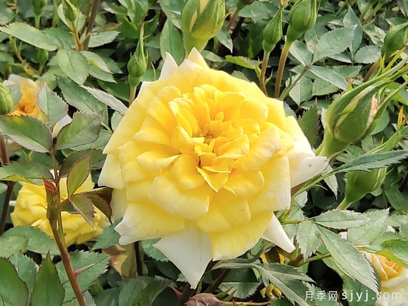 金太阳月季Gold Sun(图1)