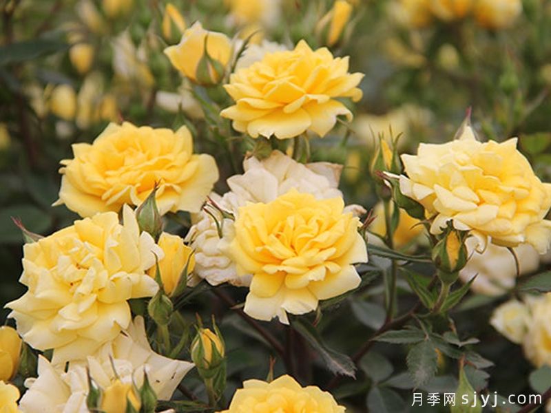 金太阳月季Gold Sun(图2)