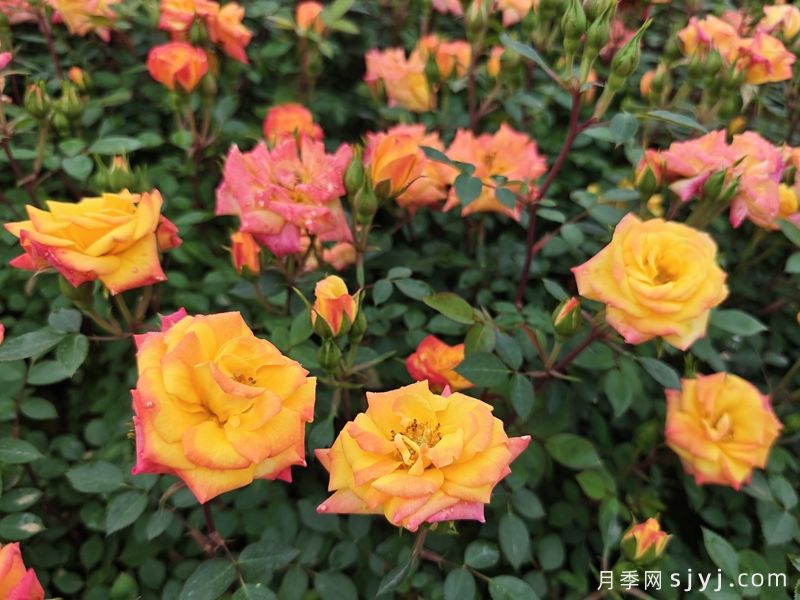 微彩虹月季MI Rainbow(图5)