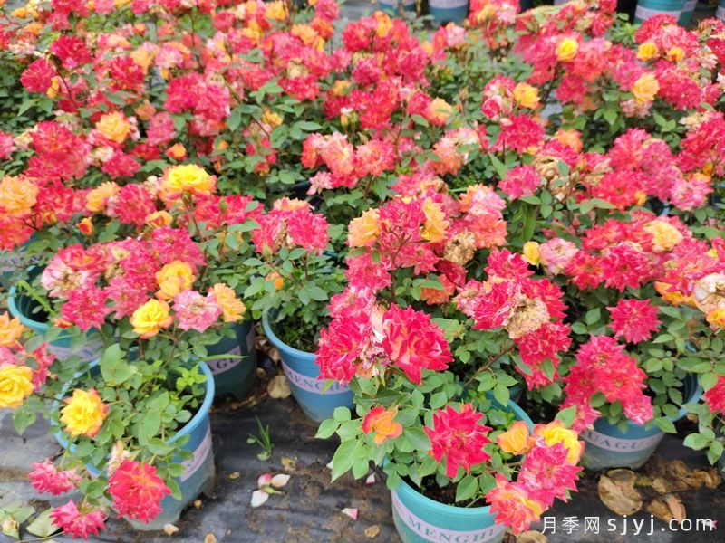 微彩虹月季MI Rainbow(图4)