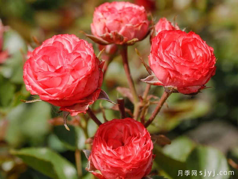 浪漫比克月季Bico Baby Romantica(图1)