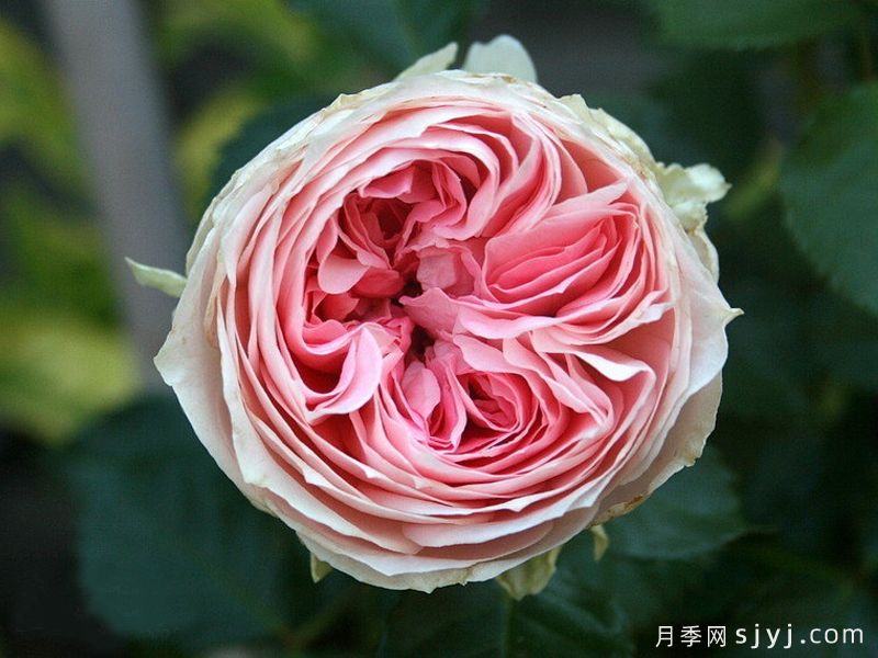 绒球门廊月季/绒球花环/门廊绒球/夏日羊绒Pompon Veranda(图1)