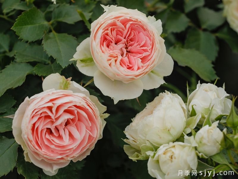 绒球门廊月季/绒球花环/门廊绒球/夏日羊绒Pompon Veranda(图2)