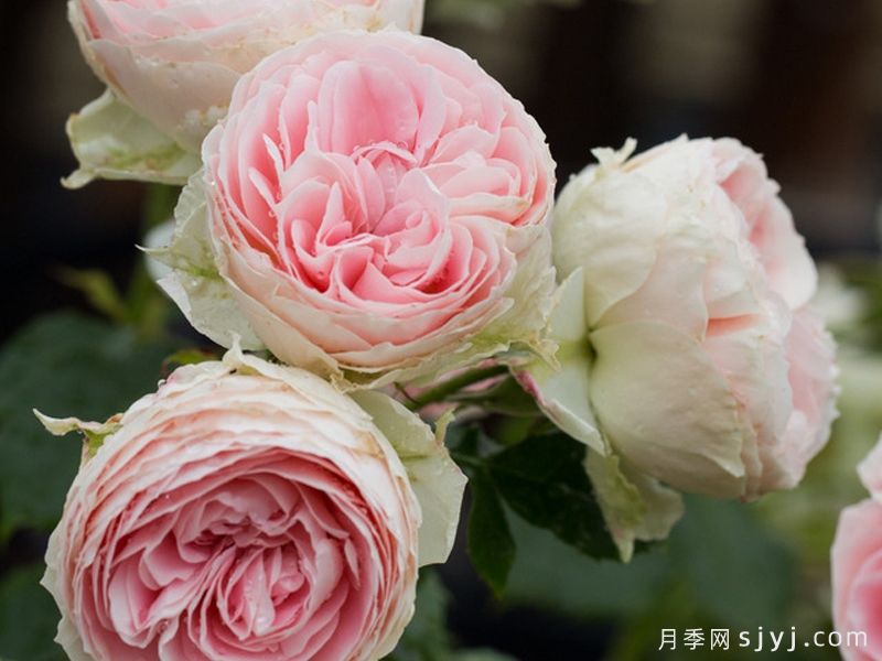 绒球门廊月季/绒球花环/门廊绒球/夏日羊绒Pompon Veranda(图3)