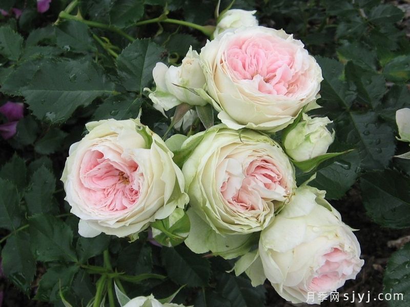 绒球门廊月季/绒球花环/门廊绒球/夏日羊绒Pompon Veranda(图5)