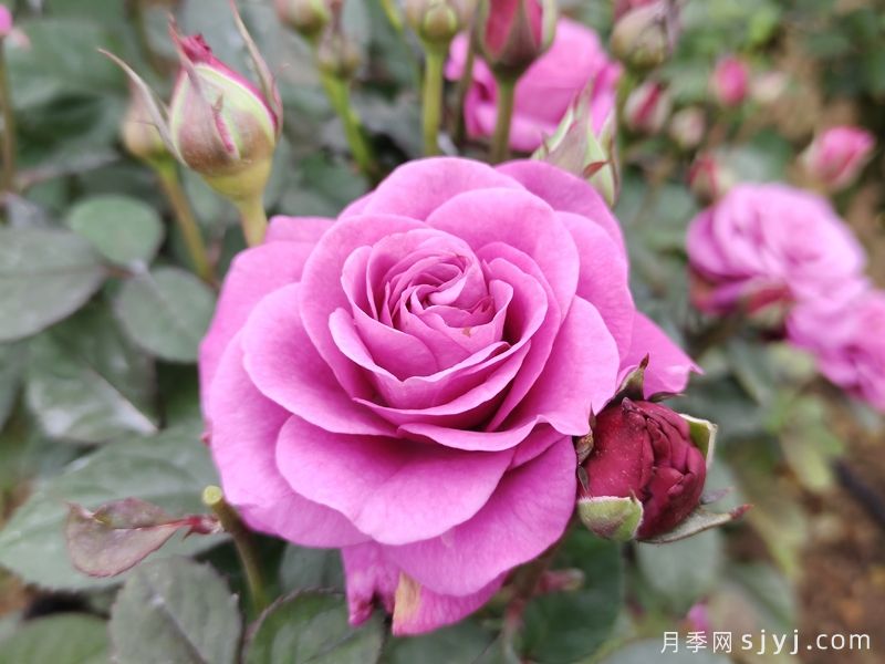 冥王星阳台月季Pluto King Terrazza(图1)