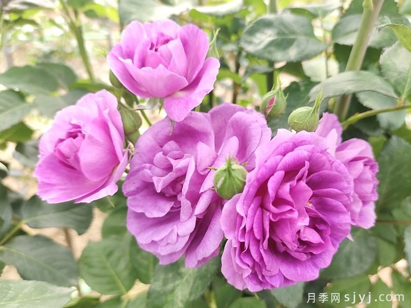 冥王星阳台月季Pluto King Terrazza(图3)