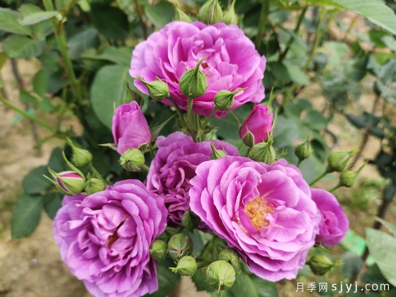 冥王星阳台月季Pluto King Terrazza(图4)