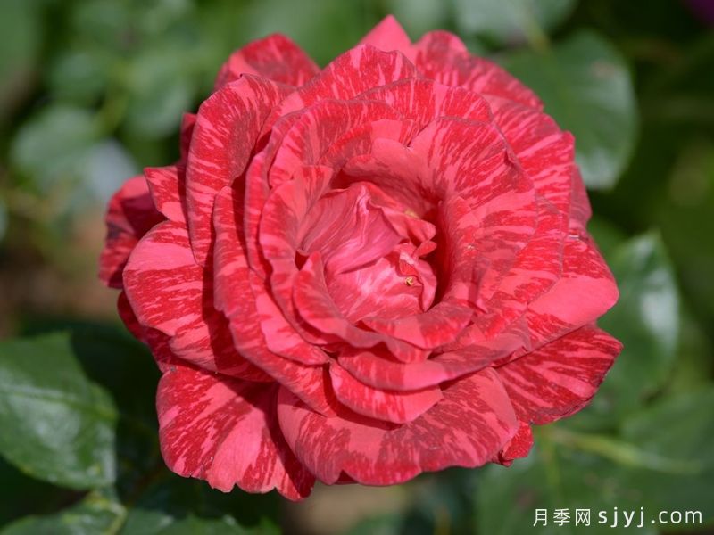 红色直觉月季Red Intuition(图2)