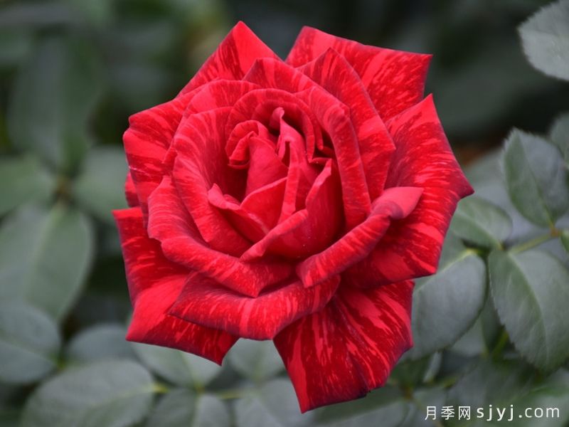 红色直觉月季Red Intuition(图1)