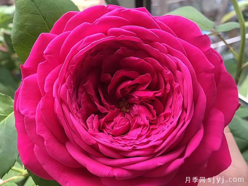 双人芭蕾月季Pas de deux(图2)