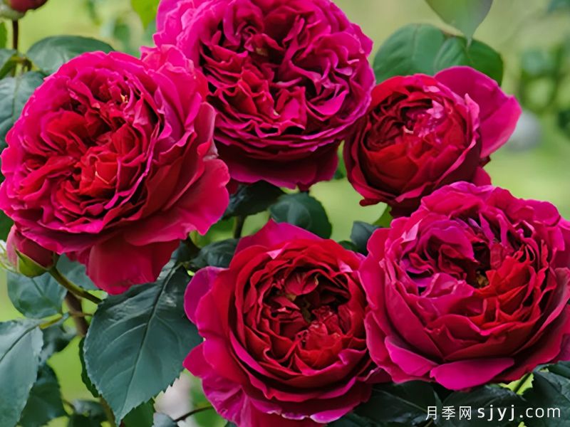 双人芭蕾月季Pas de deux(图1)