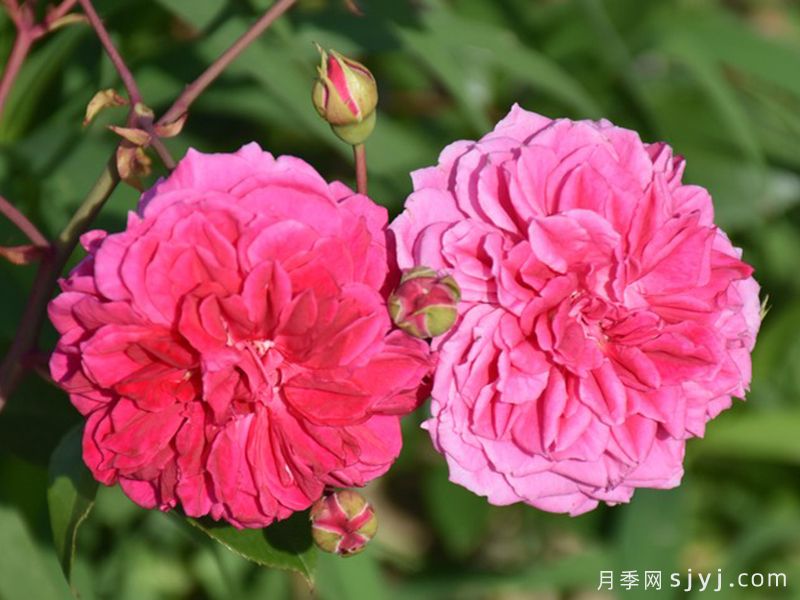 艾弗的玫瑰月季/啦啦队长/星光闪耀Ivors Rose(图3)