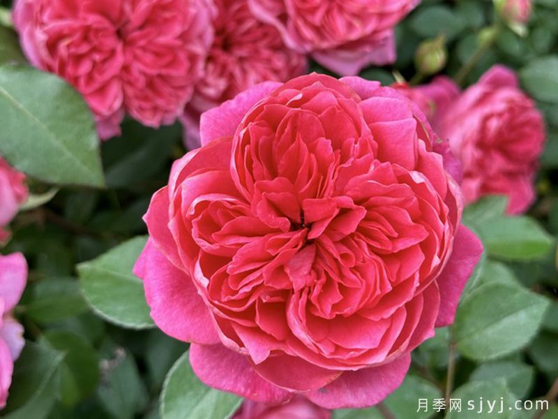 艾弗的玫瑰月季/啦啦队长/星光闪耀Ivors Rose(图1)