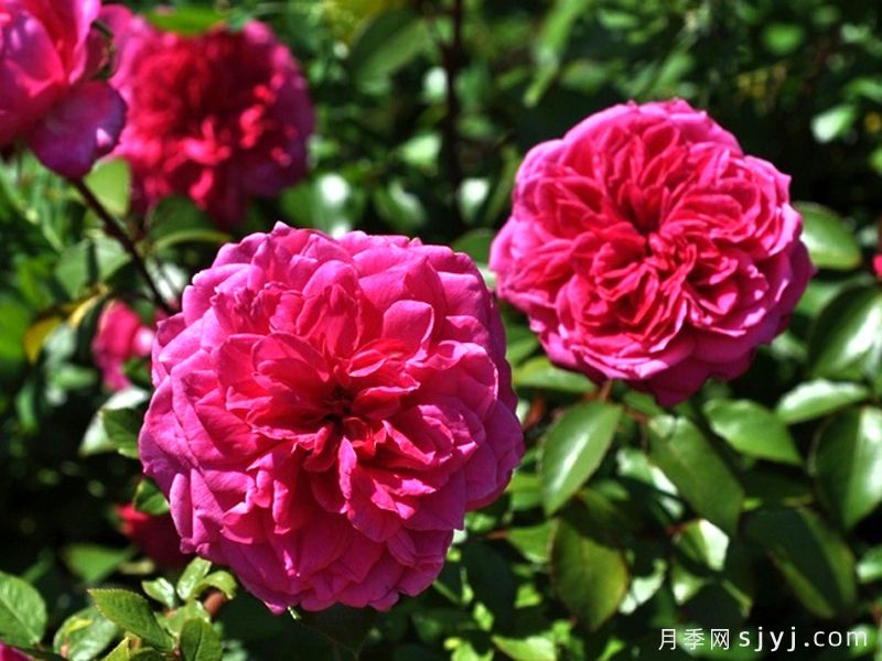艾弗的玫瑰月季/啦啦队长/星光闪耀Ivors Rose(图2)