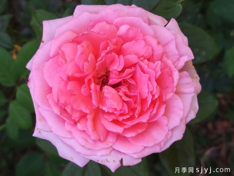 花宫娜月季Fragonard(图1)