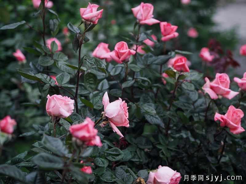 花宫娜月季Fragonard(图4)